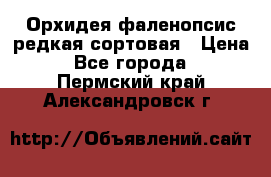 Орхидея фаленопсис редкая сортовая › Цена ­ 800 - Все города  »    . Пермский край,Александровск г.